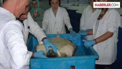 Yaşam savaşını kaybeden "yeşil kaplumbağa", müzede sergilenecek -