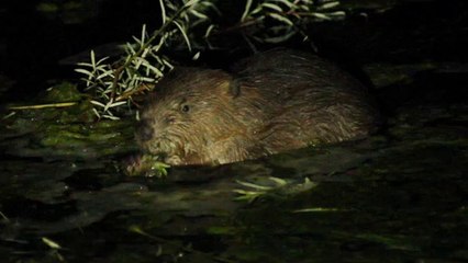 Castor d'Ardèche, sur la rivière Ibie