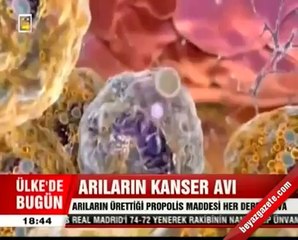 Gündem - Arıların Kanser Avı Propolis