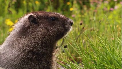 Natural video win 7.REAL AND NATURAL VIEW OF WORLD