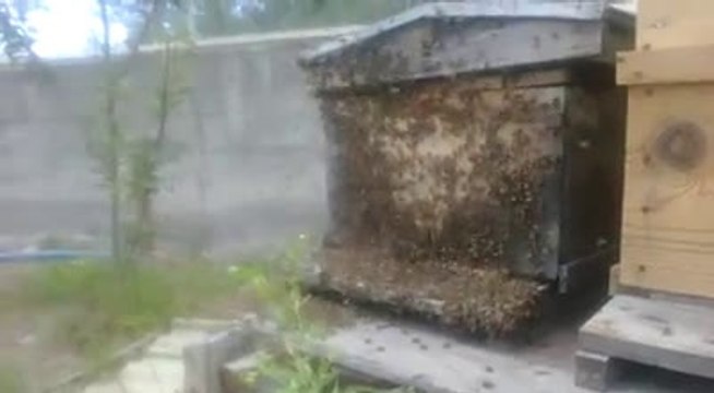 oğul arının boş kovana girmesi