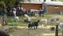 LES LOUPS DE PIERRE CADEAC