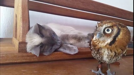 Cat And Adorable Owl Are Best Friends
