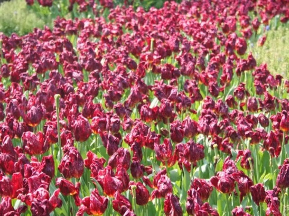 AYŞEN BİRGÖR- SENIN SESINI GÖZLERININ RENGINI