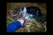 Funny Cats Compilation - Funny Cat Videos Ever- Funny Videos - Funny Animals - Funny Animal Videos 9