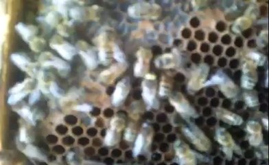 Renkli Gözlü Erkek Arı