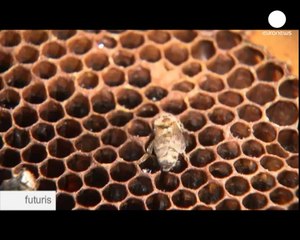 Arısız bir dünya mümkün mü?