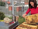 Maskesiz arı kontrolü