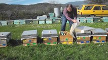 Ana arı kutusu için parçalı petek verme