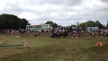 Concours national du cheval breton