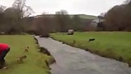 Dog jumps over a river