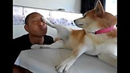Anti-Kissing Shiba Inu