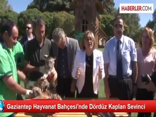 IŞİD'in Rehin Tuttuğu Çocukların İsimleri Yavru Kaplanlara Verildi