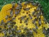 Ana arı Üretimi