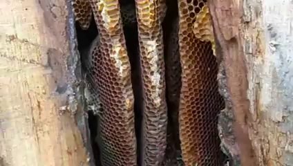 Karakovanı Söndüren Fare