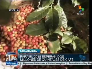 Nicaragua: proyecto del gobierno apoya a campesinos cafeticultores
