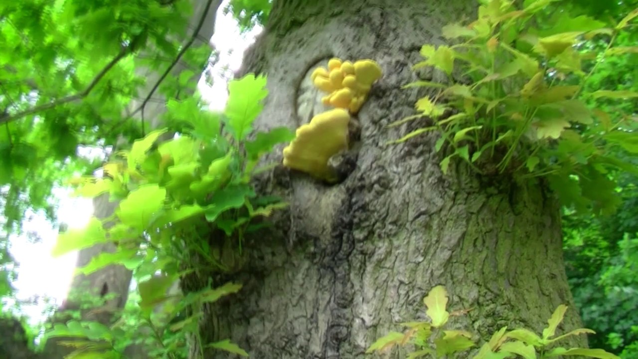 Fungi on some trees. Also a knobbly, gnarly, lumpy trees