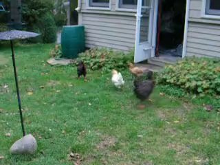 My home pets for fresh eggs