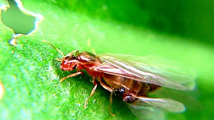 Monster Bug War. Two Tiny Bugs Holding a Larger Bug Captive