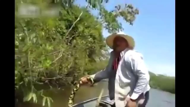 Brazilian Men Find Giant Snake In River Giant yellow Anaconda Biggest Anaconda Ever Found