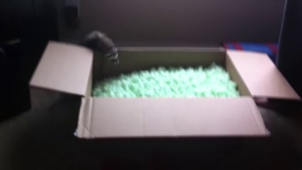 Gelinciklerin köpük havuzunda gülümseten oyunu