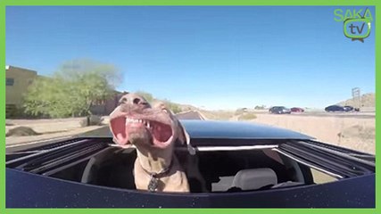 Köpeğin Rüzgarla Oyunu