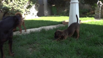 Petits Brabançons de la Villa Romaine