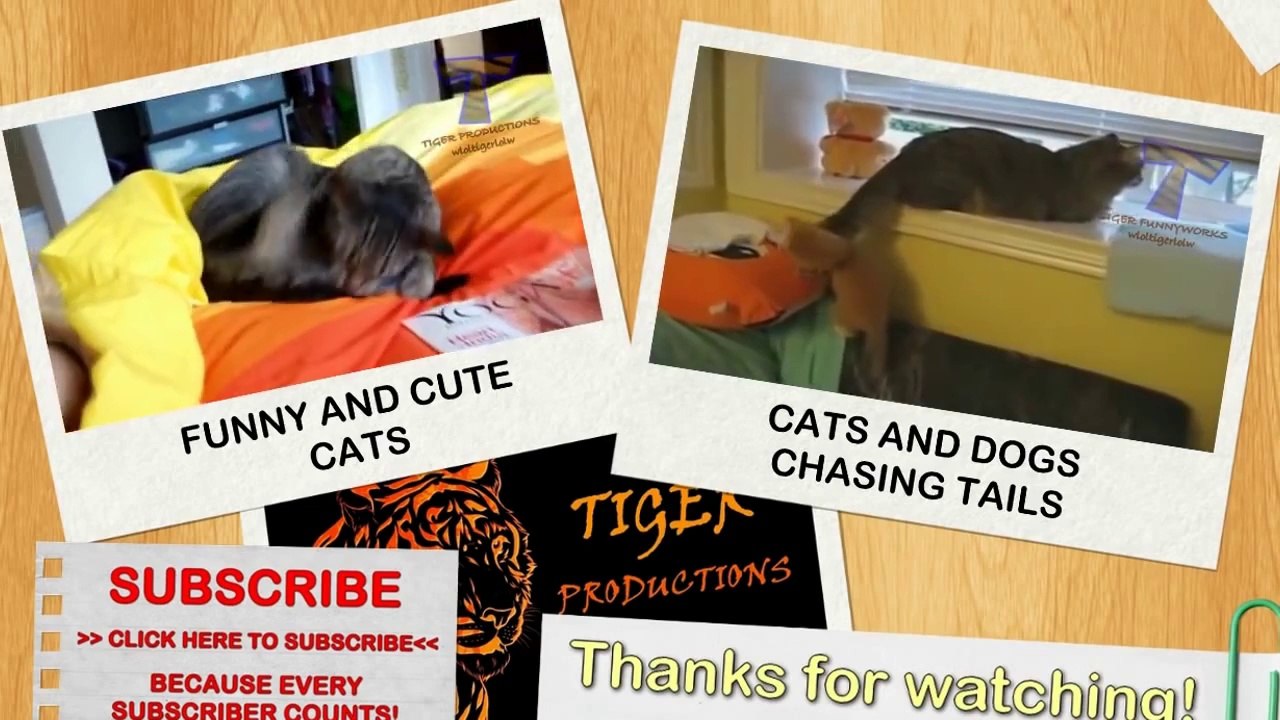 Cute dogs waking up owners - Funny dog compilation