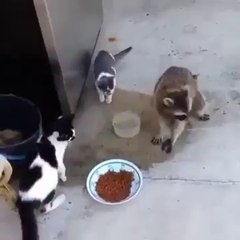 Il cambriole la gamelle du chat, ni vu ni connu !