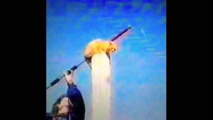 FUNNY VIDEOS_ Funny Cats - Funny Animals - Funny Moments - Funny Cat Vines