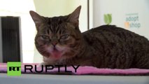 USA: Kitty crush? Lil Bub wows feline fans in LA