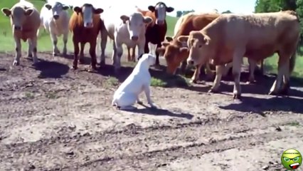 Amazing Ultimate Fail Compilation April 2014 Best of Fail Jumps Video