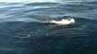 Humpback Whale Splashes Around Fishing Boat