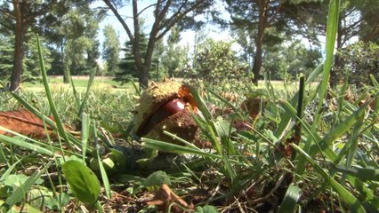 Patrimoine Vert : Préservation et Valorisation 🌿