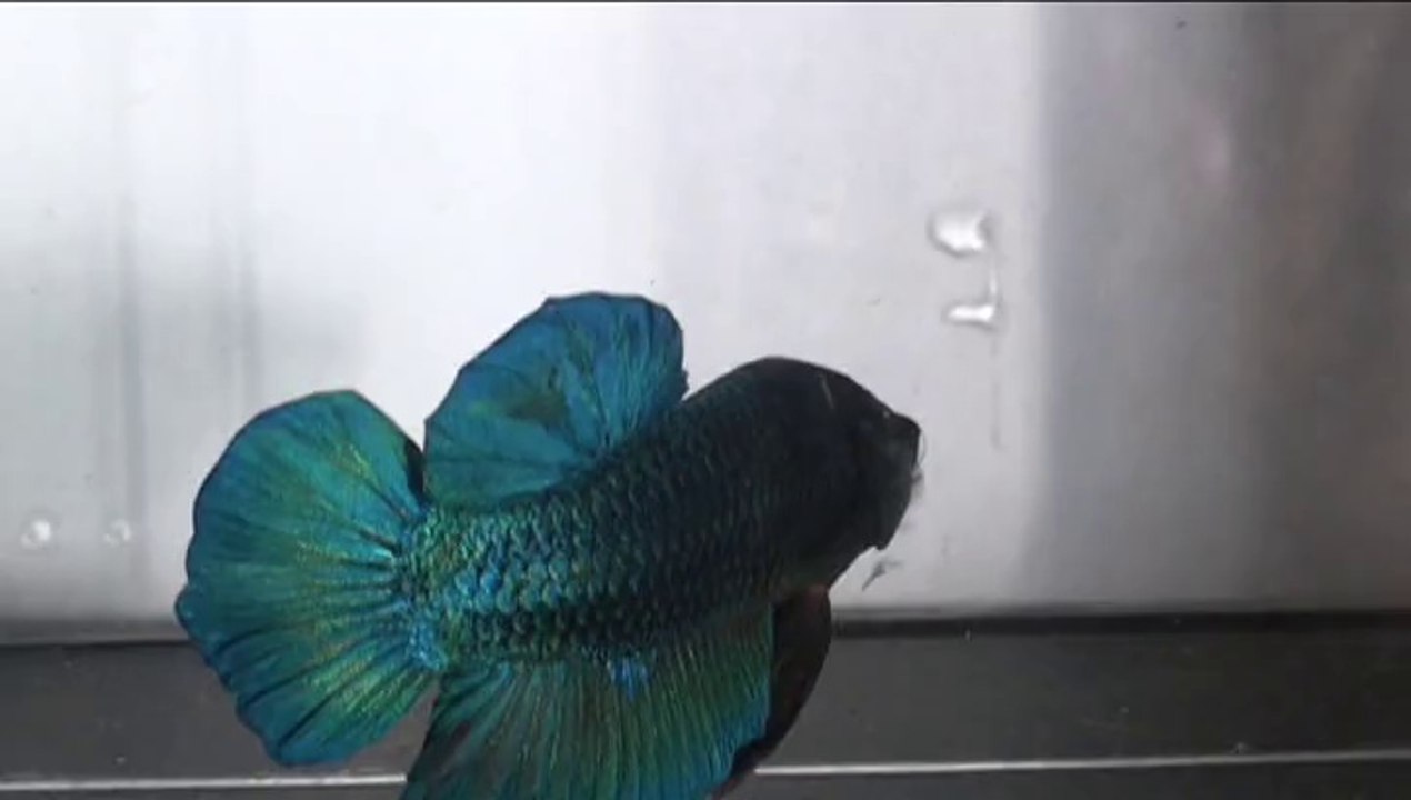 Show Betta splendens turquoise souche Camerlynck/Ben Said 2013