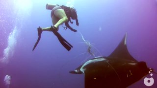 Tangled Manta Ray asks for diver's help - Ghost Fishing - Costa Rica