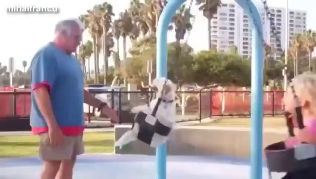 Chiots et chiens sur des balancoires