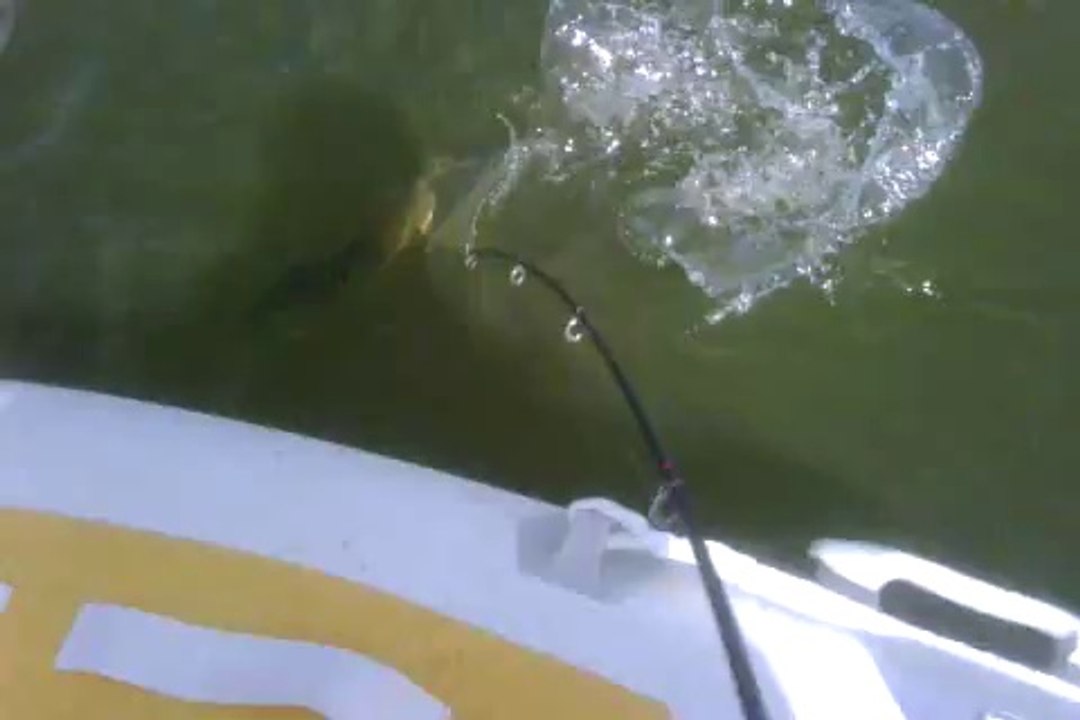 Turna Neredeyse Kamışı Kıracak