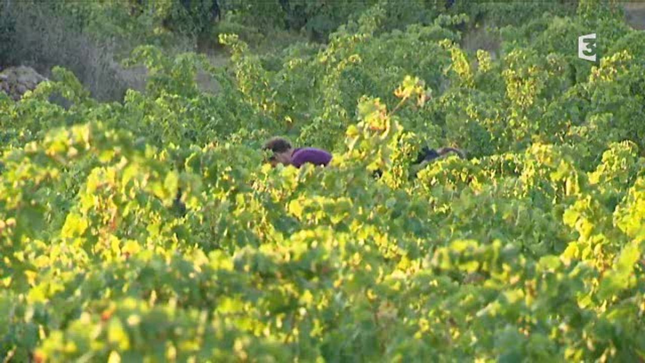 Les vendanges à Sainte Croix (Corbières)