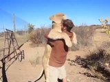 Un lion fait un gros câlin à son dresseur!