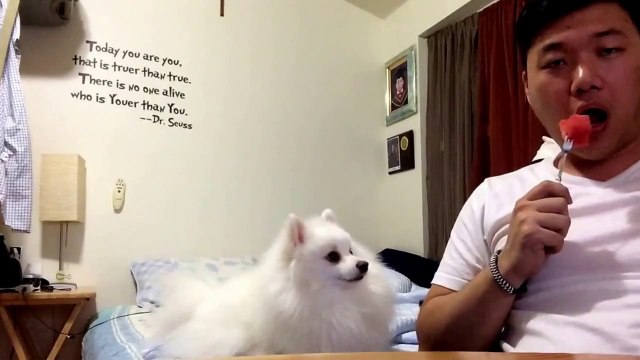Ce chien espionne son maître : il a vraiment envie de ce morceau de pastèque!