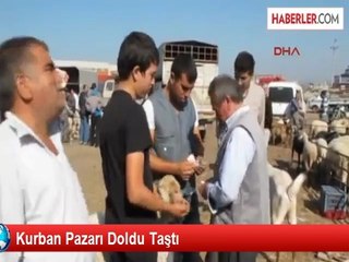 Kurban Bayramı, Hayvanları Koruma Günü'ne Denk Geliyor