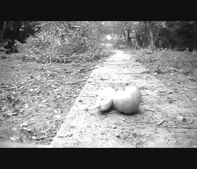 Disparition des poules (vue Melies)