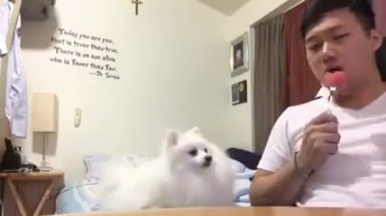 Essayez de comprendre ce que veux ce chien