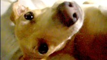 2.- El lenguaje de los perros: Permiso concedido - retribución, agradecimiento y posición tomada del lider