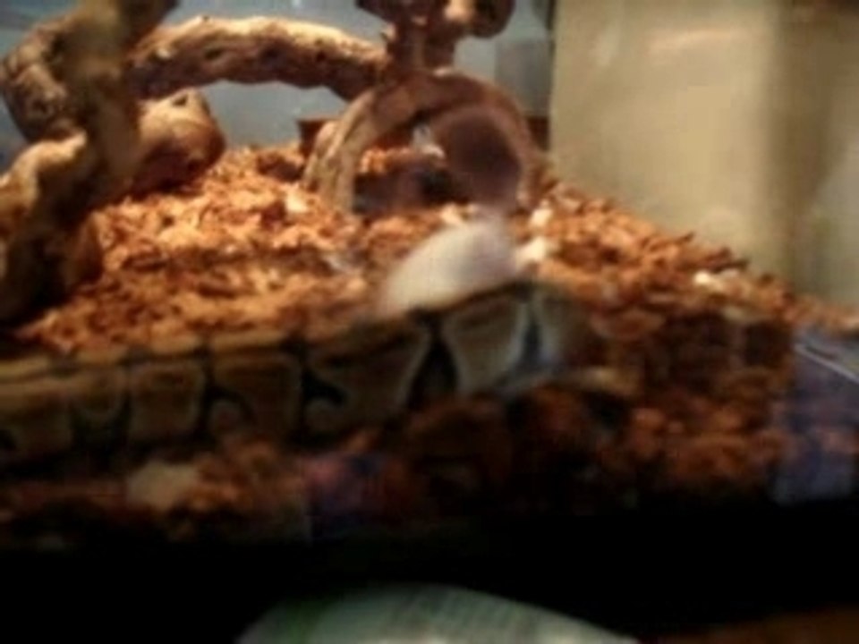 Serpent vs souris snake mouse