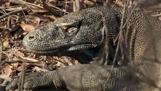 Komodo Dragon Hunt A Buffalo - video dailymotion