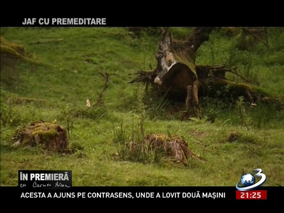 "Măcelul din pădure, departe de final" - reportaj IN PREMIERA