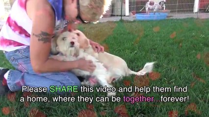 A Dog Rescue Video That Will Make You Laugh, Smile & Believe In True Love!