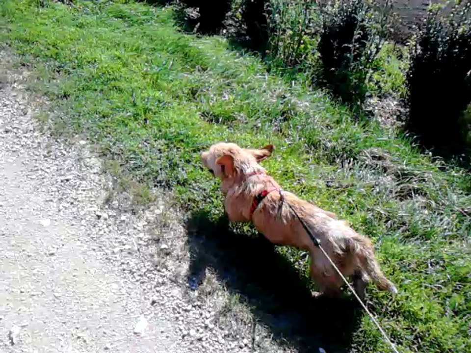 Sandy, Paco et Lili en balade